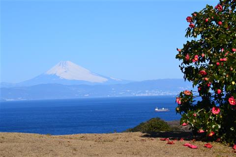 椿花ハーデン